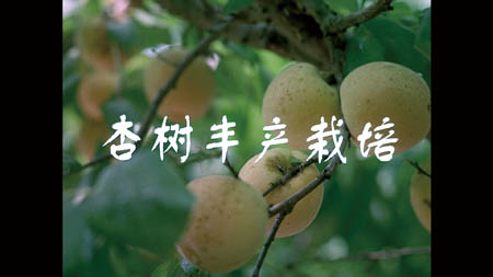 Ә(sh)Sa(chn)